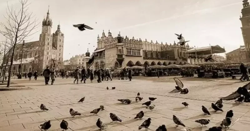 Güvercinlere doğum kontrol programı uygulanacak! Turizm şehrinde yeni karar