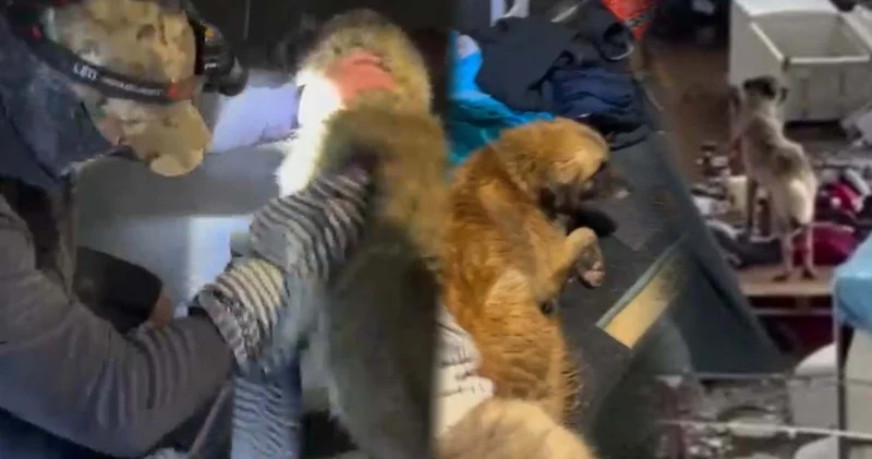 Selin ortasında mahsur kalan 2 köpek için seferber oldular!