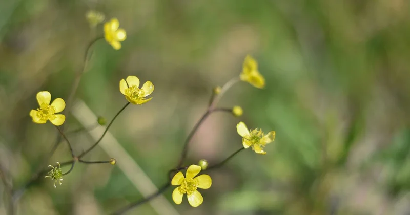 Cemre düşüyor, bahar yaklaşıyor