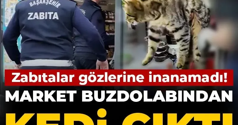 Zabıtalar gözlerine inanamadı! Market buzdolabından kedi çıktı
