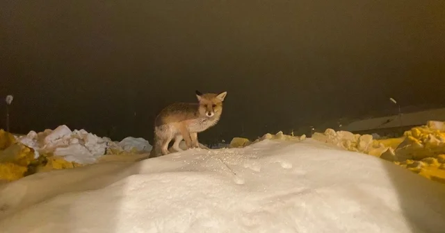 Aç kalan tilkiye şefkat eli: O yedikçe ben mutlu oldum Tunceli Haberleri