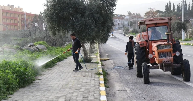 Bozdoğan da yabani ot mücadelesi Aydın Haberleri