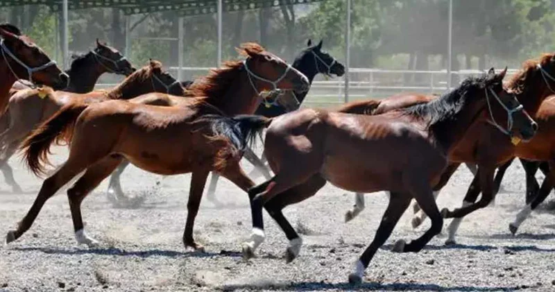 100 milyon liralık at kayıp denmişti: TİGEM den açıklama geldi