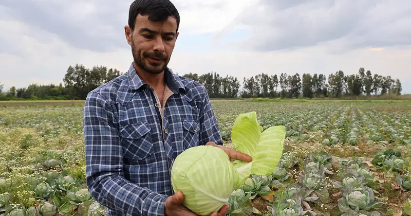 Bedava lahanayı duyan yağmura rağmen tarlaya akın etti!