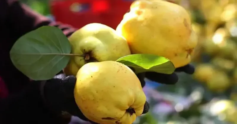 Ayva değil sanki altın! Bir kilosu 300 lirayı gördü: Pazarın yeni lüksü oldu