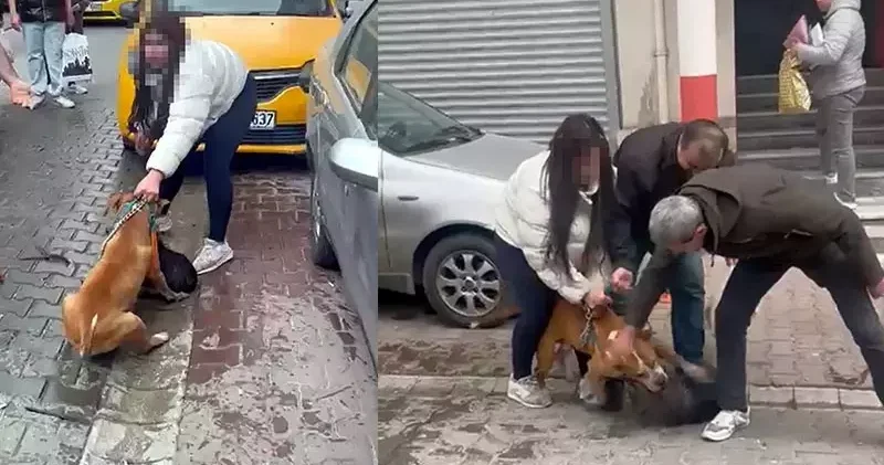 Saldırdığı köpeği ağır yaralayan Pitbull a el konuldu, sahibine 95 bin lira ceza uygulandı