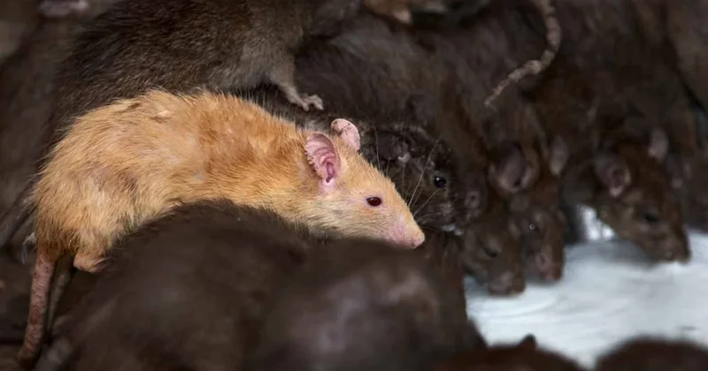 Binlerce fare sokaklara indi, adım atacak yer kalmadı: Vatandaşlar belediyeye kapatın çağrısı yapıyor Sözcü Gazetesi