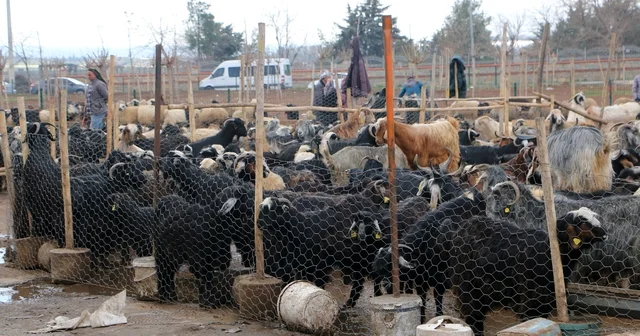 Diyarbakır da vatandaşlar sofralara bırakacağı eti canlı hayvan pazarından almayı tercih ediyor Diyarbakır Haberleri