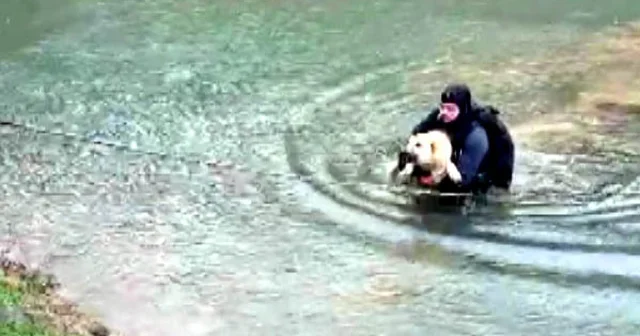 Suyla çevrili alanda mahsur kalan köpeği itfaiye eri kurtardı Kahramanmaraş Haberleri