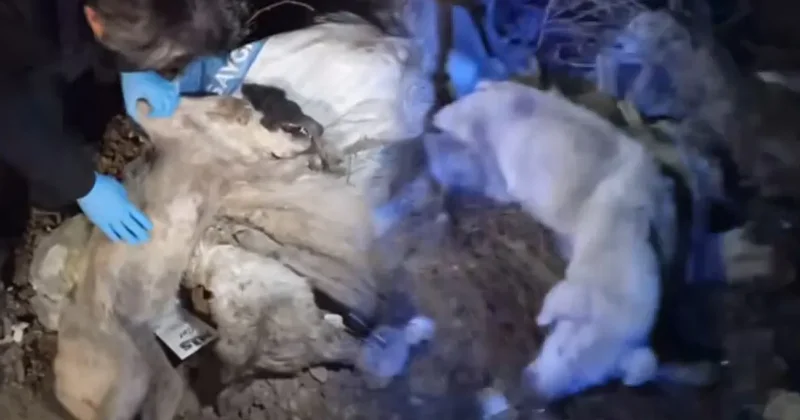 SON DAKİKA... CHP li Edremit Belediyesi hakkında skandal iddia: 40 köpeği vahşice öldürüp çöpe attılar!