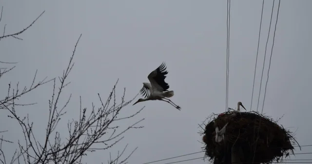 Çorum da baharın müjdecisi leylekler yuvalarını yeniden şenlendirdi Çorum Haberleri