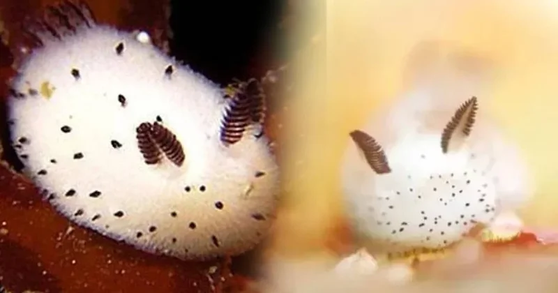 Sevimli görünüşüne aldanmayın: Gördüğünüz anda kaçın, çok tehlikeli Sözcü Gazetesi