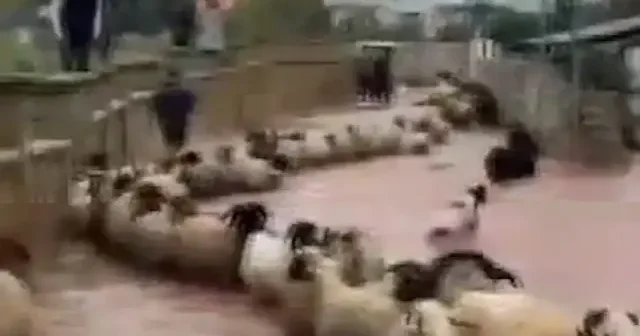 Reyhanlı da yağış sele döndü VİDEO İZLE