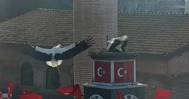 Can ve Canan leylek, 2 nci yıllarında da İznik teki yuvalarında buluştu Bursa Haberleri