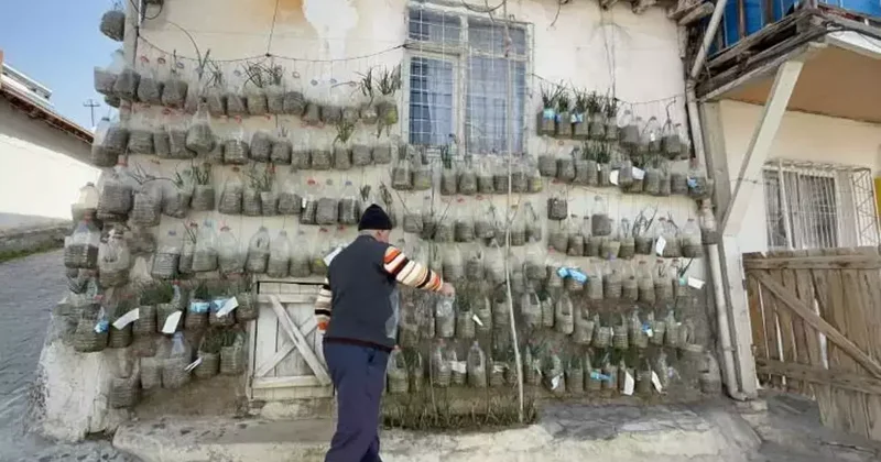 Tokatlı vatandaştan sıra dışı yöntem: Evinin duvarında yetiştirdi