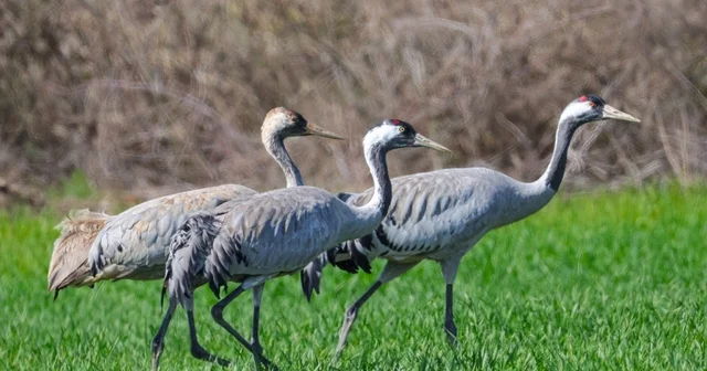 Türkülere konu olan turnalar objektiflere takıldı Tokat Haberleri