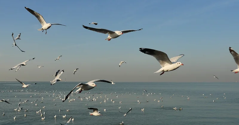 Dünyanın en büyük kuşu piyango ağırlığında Sözcü Gazetesi