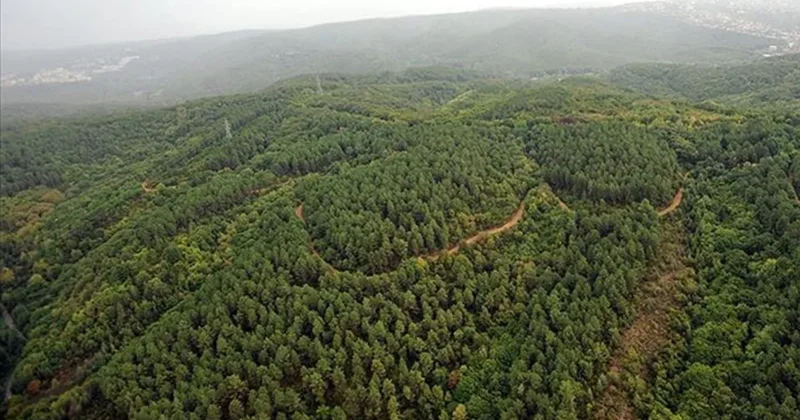 Yeni Milli Parklar Kanunu yayımlandı: İhlal edenlere para ve hapis cezası!