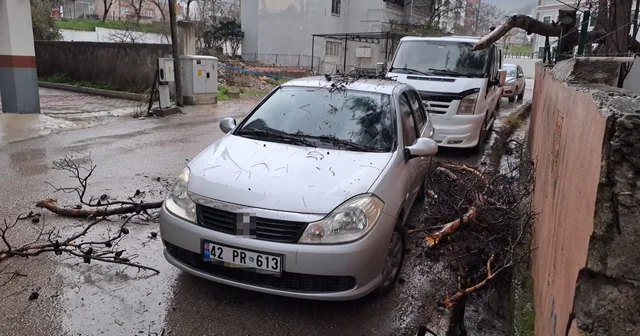 Yağmur ve şiddetli rüzgar çam ağacını devirdi, otomobil zarar gördü Osmaniye Haberleri