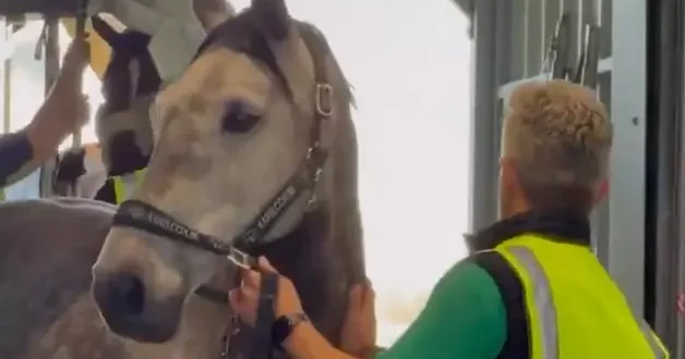 Mahsur kalan yüzlerce yarış atı Belçika’ya ulaştırıldı