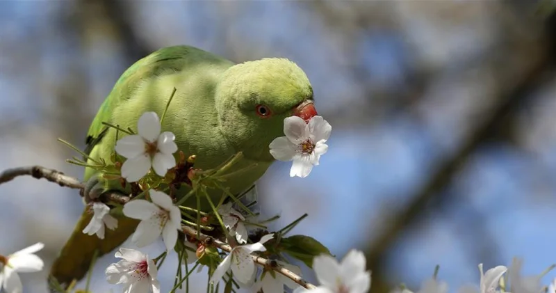 Bahar mevsimi başlıyor: 21 Mart ekinoksu geliyor! Mart ekinoksu nedir, özellikleri nelerdir, ekinoksun önemi nedir?