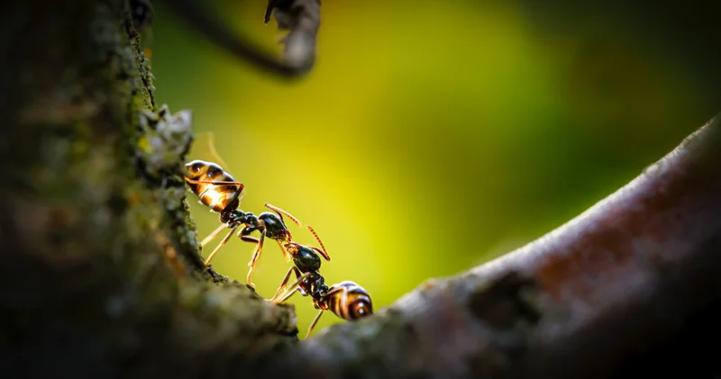Karıncaların gizli dili: Görünmeyen mesajlarla nasıl anlaşıyorlar?