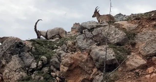 Dağ keçileri sürü halinde görüntülendi Tunceli Haberleri