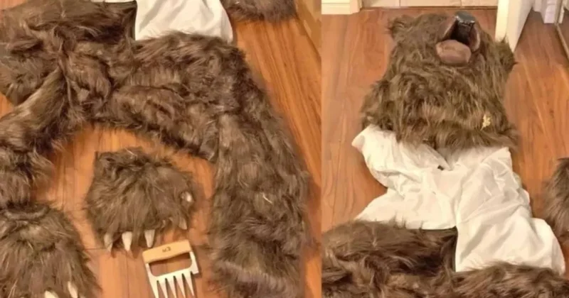 Araçlara saldıran ayı, büyük hırsızlığın parçası çıktı Sözcü Gazetesi