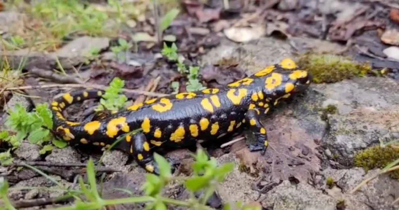 Nesli tükenmek üzere! Erzincan’da ortaya çıktı