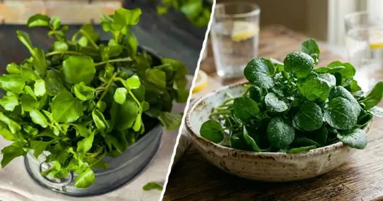 Dünyanın en sağlıklı yeşilliği belli oldu! Göz sağlığını destekliyor, kalbi koruyor