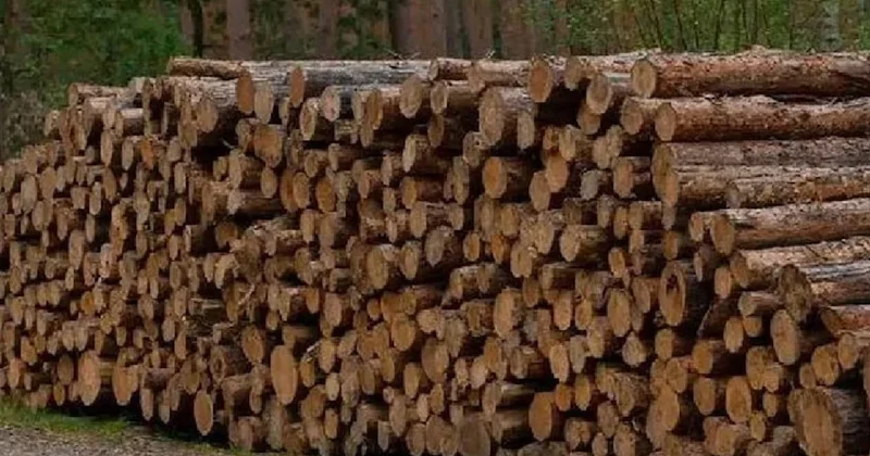 Günün 24 saati elektrik üreten ahşap üretildi Sözcü Gazetesi