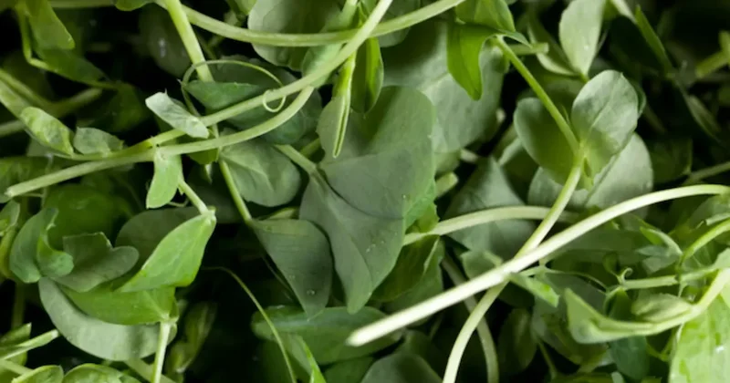 Pazarda yüzüne bile bakmadığımız yeşillik dünyanın en sağlıklı sebzesi seçildi Sözcü Gazetesi