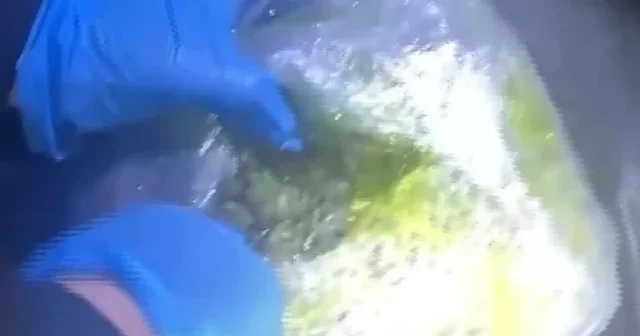 Narkotik ekiplerinden nokta operasyon: Hakkari de skunk sevkiyatı engellendi VİDEO İZLE