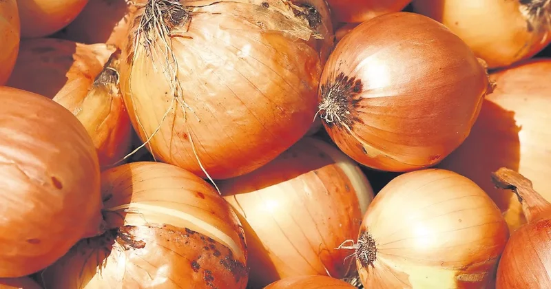 İDİL AÇIKALIN Göz yaşartıcı lezzet: Soğan