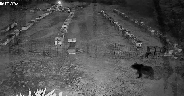 Bursa da arı kovanlarına ayı saldırısı Bursa Haberleri