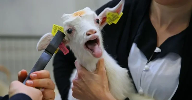 Aşı ve küpe ücretleri destek ödemesinden kesilecek