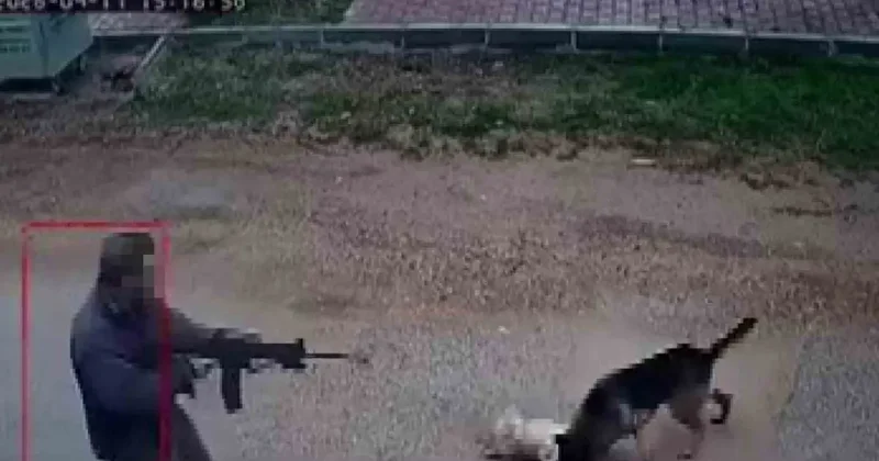 Kavga eden sokak köpeklerine ateş etti! Bir köpek öldü