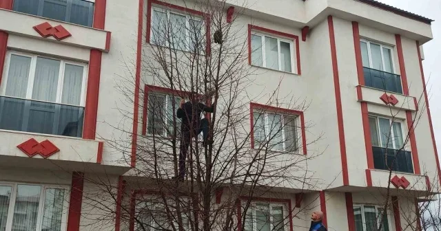 Ağaçta mahsur kalan kediye zabıtadan kurtarma operasyonu VİDEO İZLE