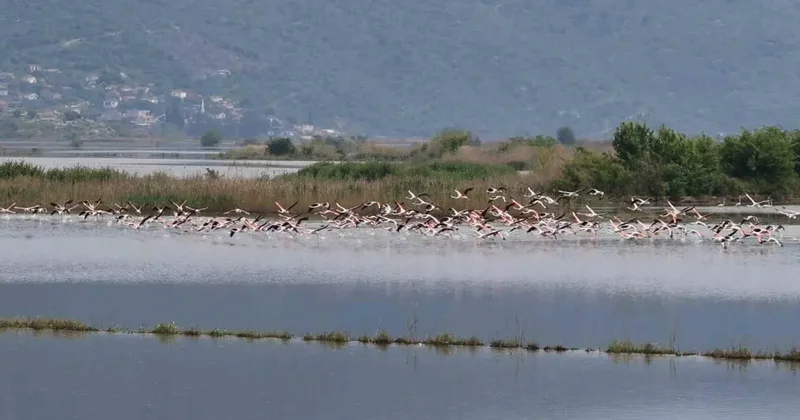 Su altında kalan arazilerde flamingolar görsel şölen oluşturdu