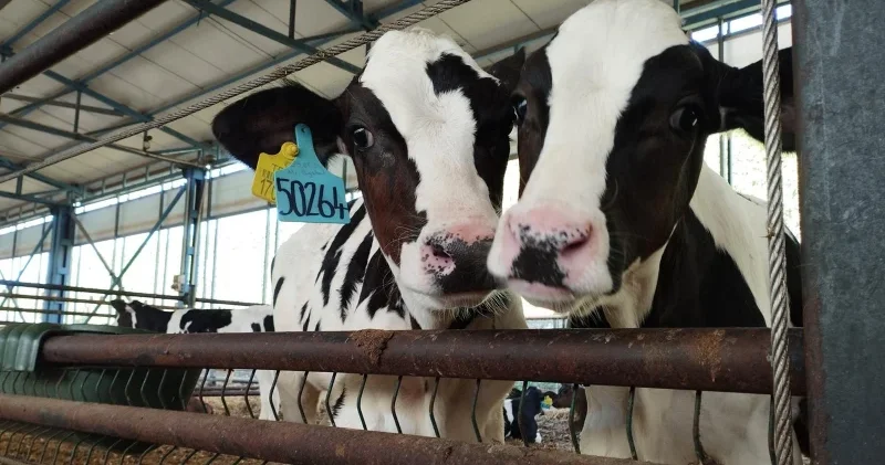 Besicinin masrafı destekten düşecek Gündem Haberleri