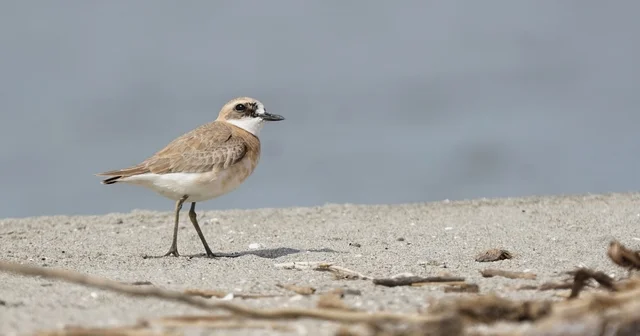 Çanakkale için yeni kuş türü: Büyük Cılıbıt Çanakkale Haberleri