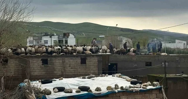 Hayvanları kurtarmak için dama çıkardılar VİDEO İZLE