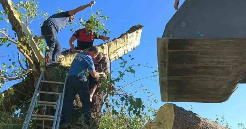 Kestiği ağacın altında kalarak can verdi!