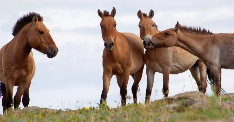 Nükleer facianın yaşandığı Çernobil e getirilen 33 kromozomlu atlar hayatta kaldı