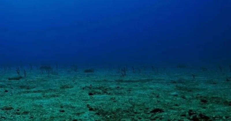 Suyun dibinde 3 milyon yıllık nadir volkan türü bulundu Sözcü Gazetesi