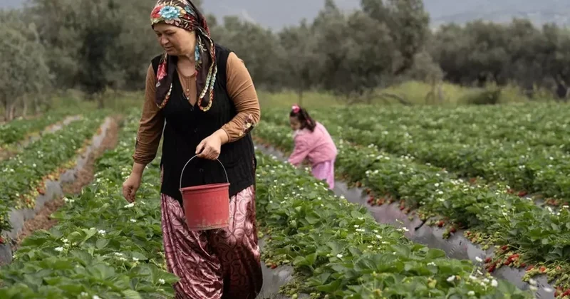 15 gün gecikti ama verim arttı: 120 TL’ye satıyoruz, bizi kurtarıyor Sözcü Gazetesi