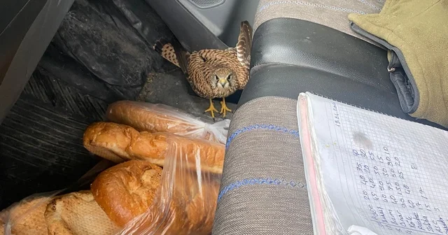 Dörtyol da yaralı atmaca araca sığındı Hatay Haberleri