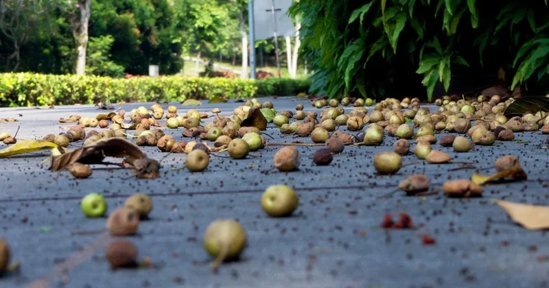 O bölgede yere düşen meyveyi alanlara 177 bin TL ceza uygulanıyor Sözcü Gazetesi