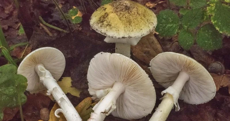 Yılın o zamanı geldi: Ölüm meleği mantarına dikkat! Haberler