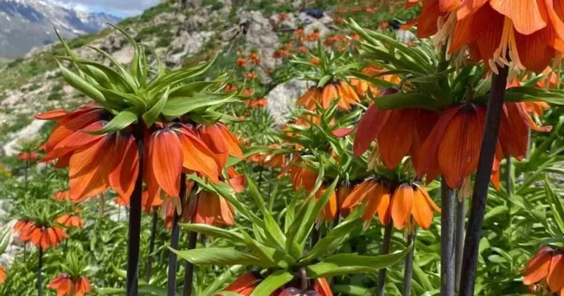 Siirt’te ters laleler açtı